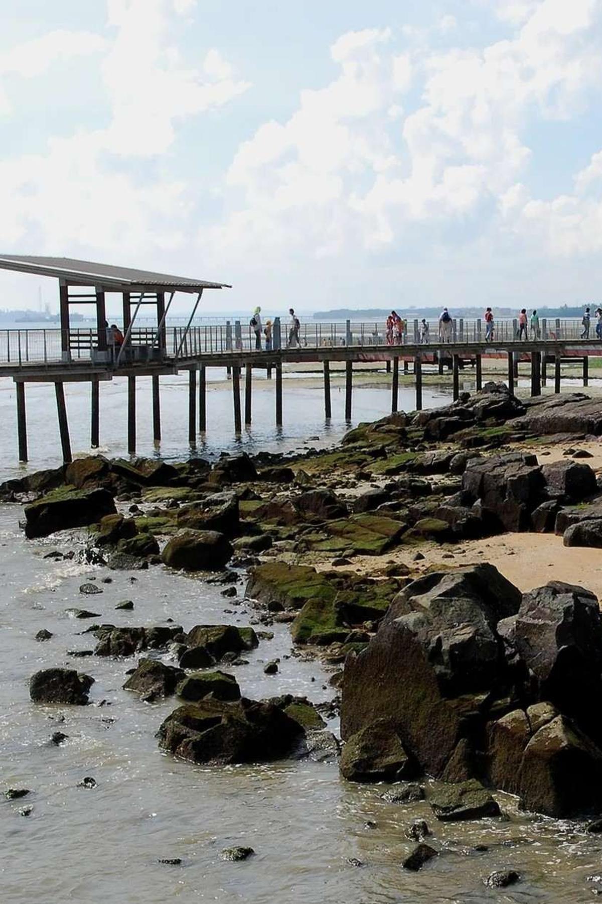 Chek Jawa Wetlands (Pulau Ubin): Biodiversity Hotspot