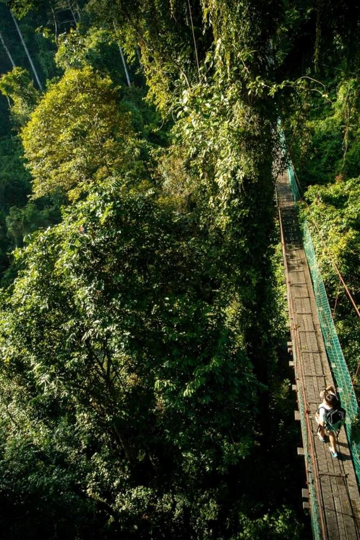 Forest Walk & Canopy Walk: Nature Immersion