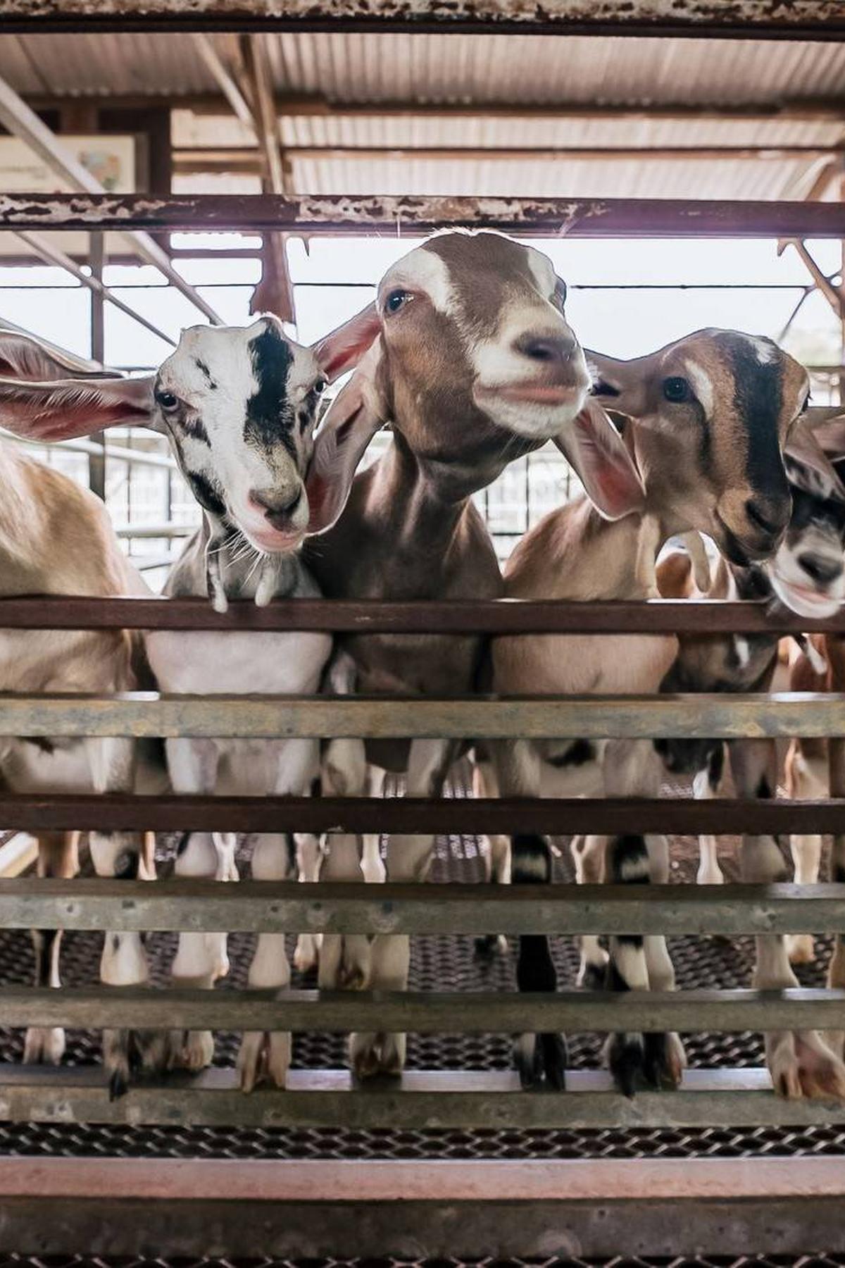 Hay Dairies Goat Farm: Fresh Goat Milk