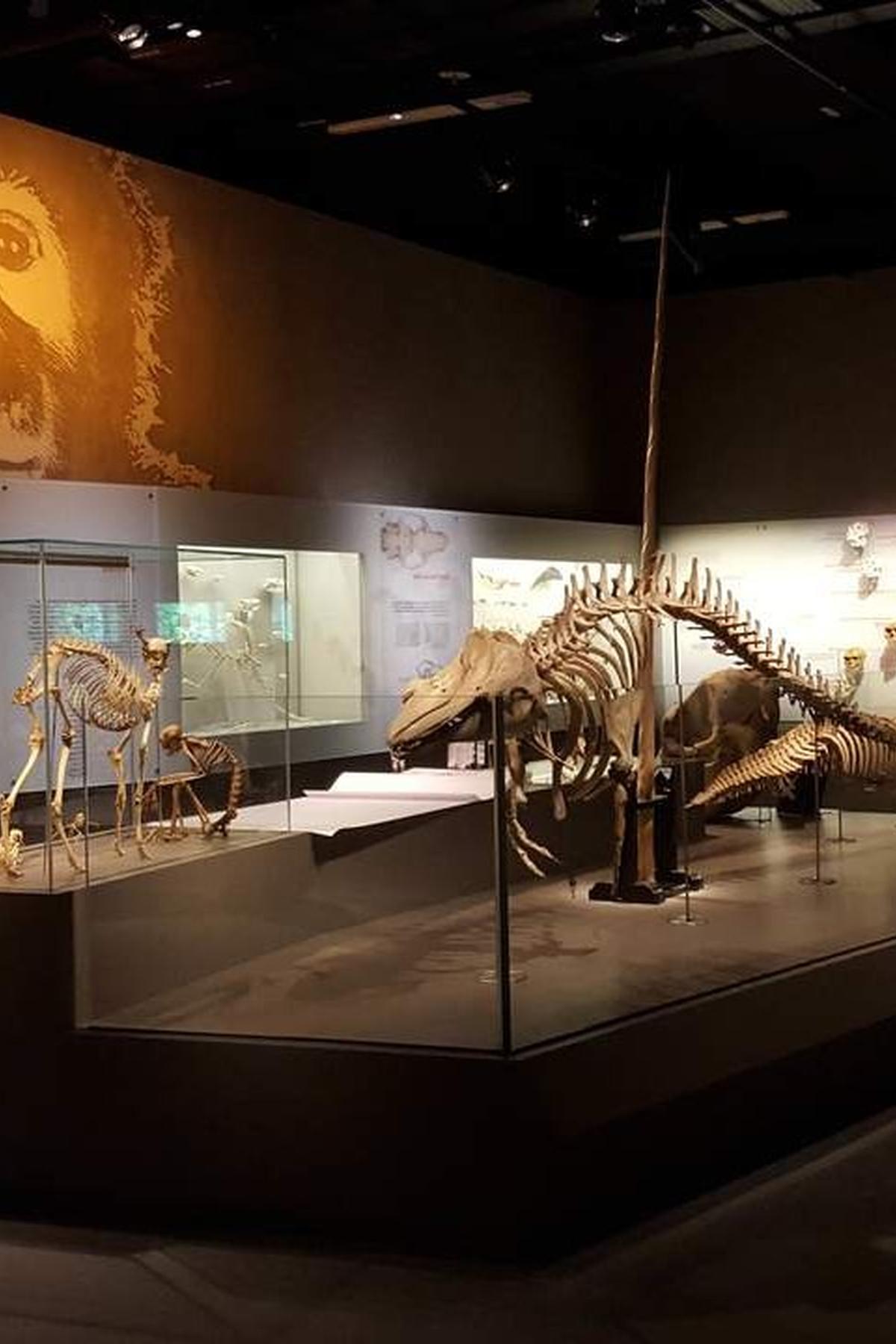 Lee Kong Chian Natural History Museum: Biodiversity & Dinosaurs