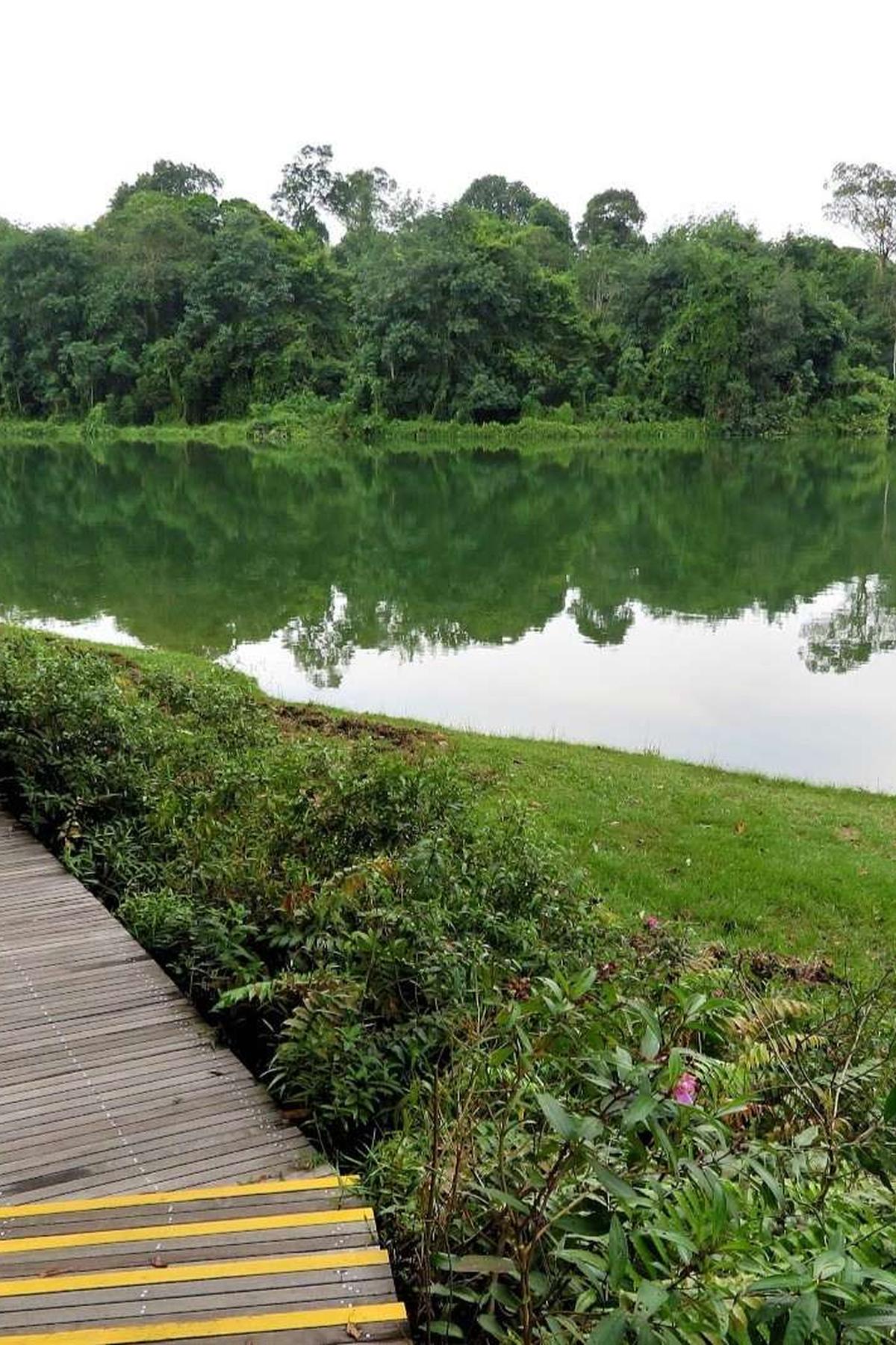 Lower Peirce Reservoir Park: Tranquil Boardwalk & Forest