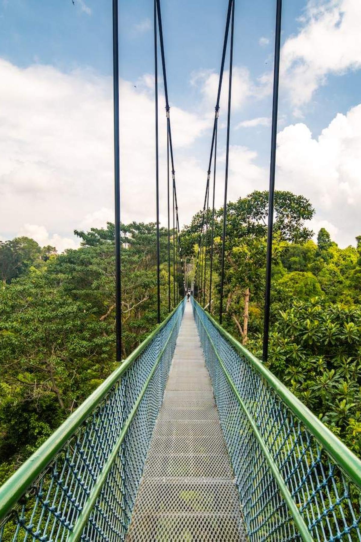 MacRitchie Reservoir Park: Treetop Walk & Nature Trails