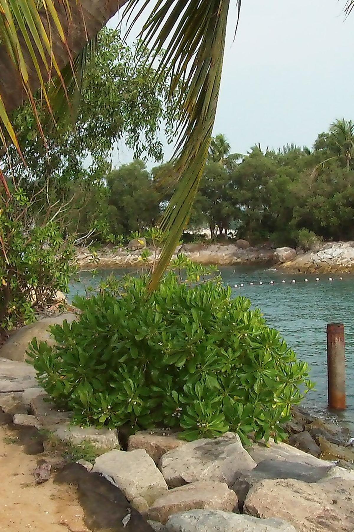 Siloso Beach: Adventure, Dining & Nightlife