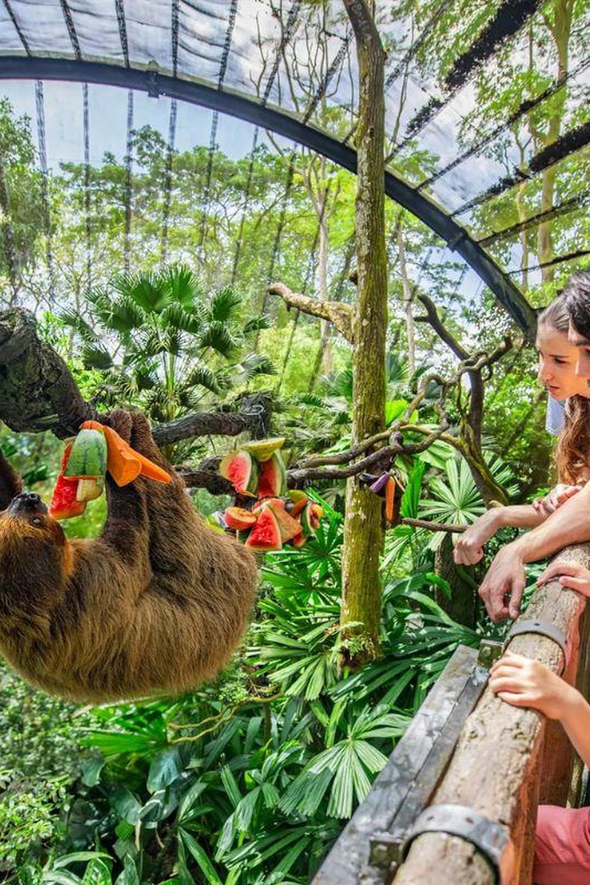 Singapore Zoo: Award-Winning Open Concept Zoo