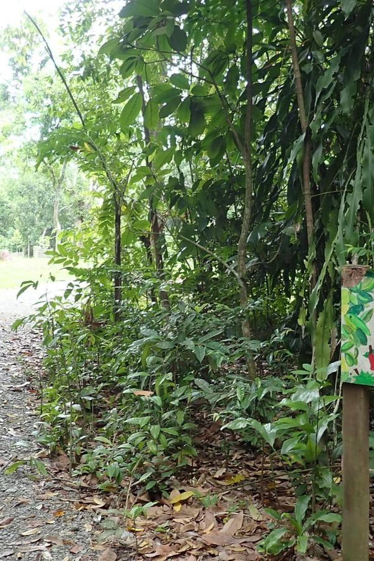 Ubin Fruit Orchard: Tropical Fruit Delights
