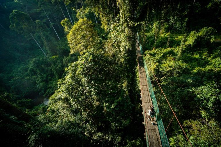 Forest Walk & Canopy Walk Nature Immersion