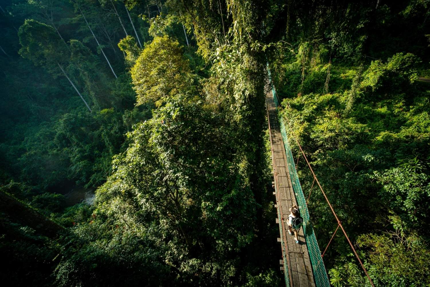 Forest Walk & Canopy Walk Nature Immersion