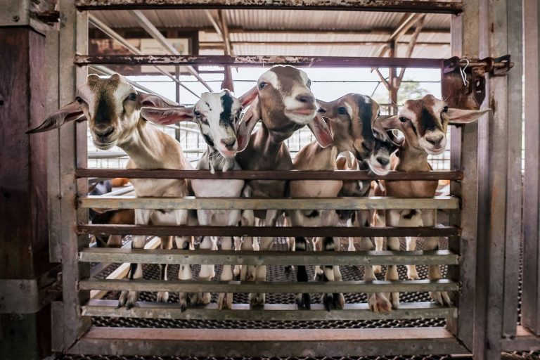Hay Dairies Goat Farm Fresh Goat Milk