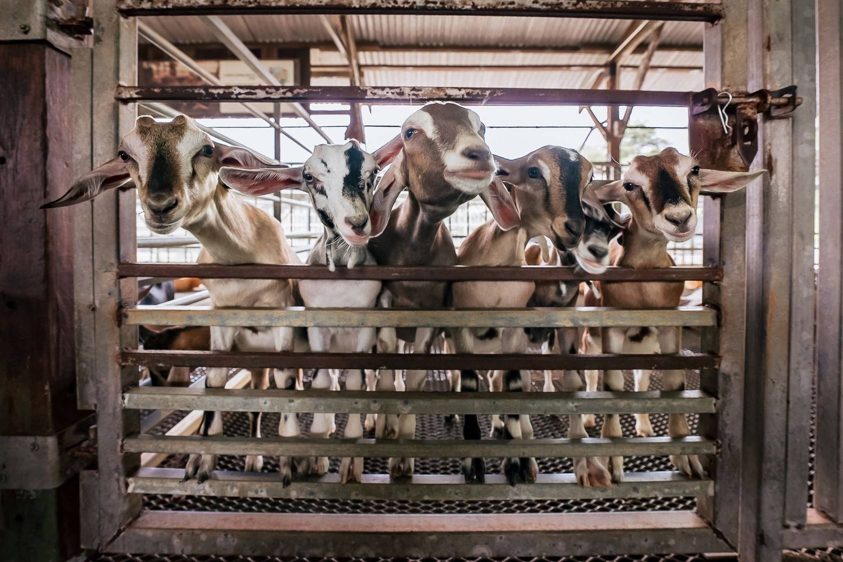 Hay Dairies Goat Farm Fresh Goat Milk