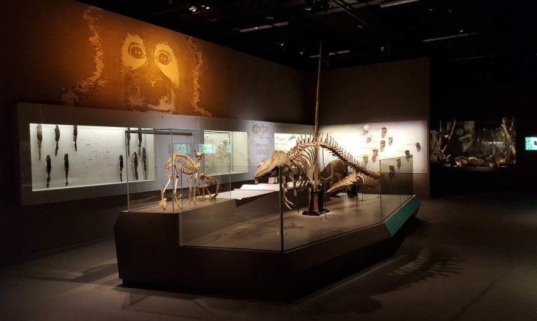 Lee Kong Chian Natural History Museum Biodiversity & Dinosaurs