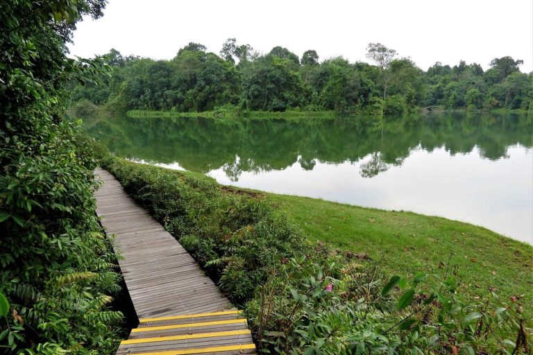 Lower Peirce Reservoir Park Tranquil Boardwalk & Forest
