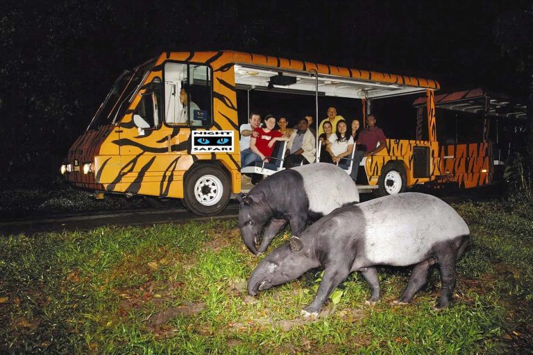 Night Safari World’s First Nocturnal Zoo
