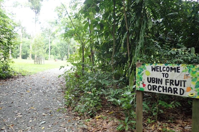 Ubin Fruit Orchard: Tropical Fruit Delights